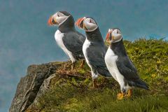 Puffins Newfoundland