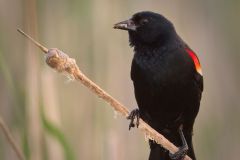 Red Winged Black Bird having Lunch