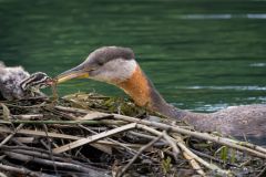 Feeding Time