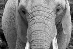 Gentle Giant