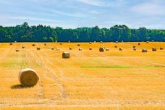 Hay Bales