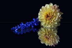 Dahlia Duet