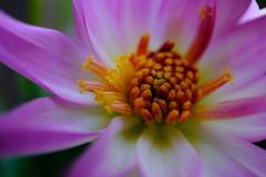 Gerbera