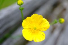 Wild Butter Cup