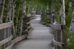 In to the Woods