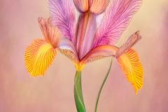 Goldilocks Siberian Iris