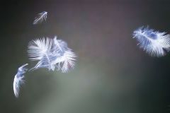 Window Pane with Evidence of Ornithological Pain