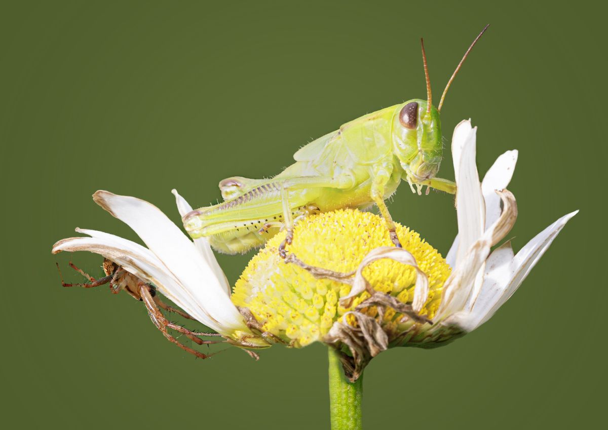Wolf Spider Stalking Two-Striped Grasshopper