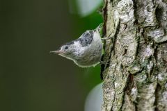 White Breasted Nuthatch