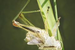 Exoskeleton of Spur-Throated Grasshopper
