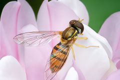 Hover Fly on Crown Vetch