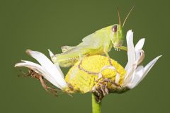 Wolf Spider Stalking Two-Striped Grasshopper