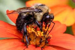 Common Eastern Bumble Bee