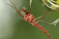 Male Midge