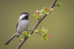 Black Capped Chickadee