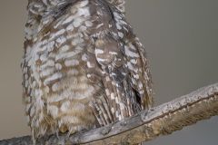 Mexican Spotted Owl