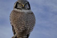 Northern Hawk Owl