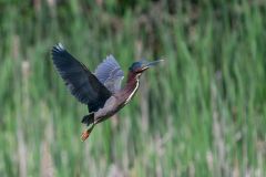 Green Heron