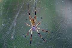 Silk Spider