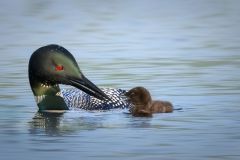 Baby Talk