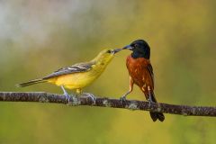 Orchard Oriole Feeds Fledgling