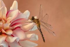 Female Autumn Meadowhawk
