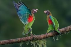Get Off My Branch