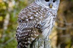Barred Owl Newcastle