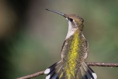 Ruby Throated Hummingbird