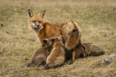 Urban Fox with Her Kits