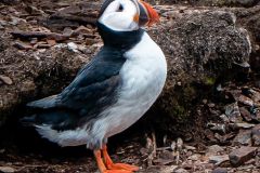 Atlantic Puffin 7