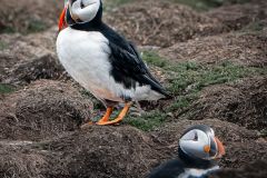 Atlantic Puffin Couple Iii