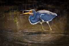 Egretta Tricolor
