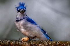 Bad Hair Day