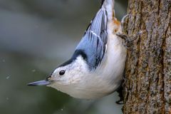 Nut Hatch