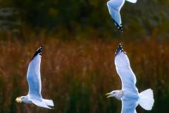 The Chase