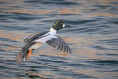 Golden Eye Duck