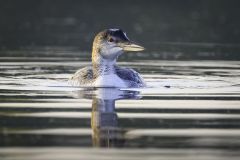 Young Loon