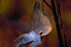 Milkweed Burst