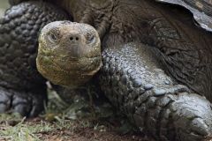 Galapagos Tortoise