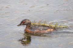 Horned Grebe