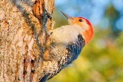 Red-Bellied Woodpecker Searching