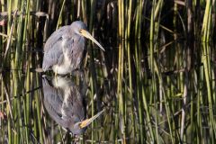 Tricolored Heron Reflecting