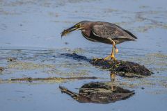 Gotcha - Green Heron