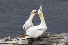 Northern Gannets Mating Ritual