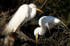 Great Egrets Nest Building