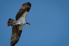 Osprey with Catch