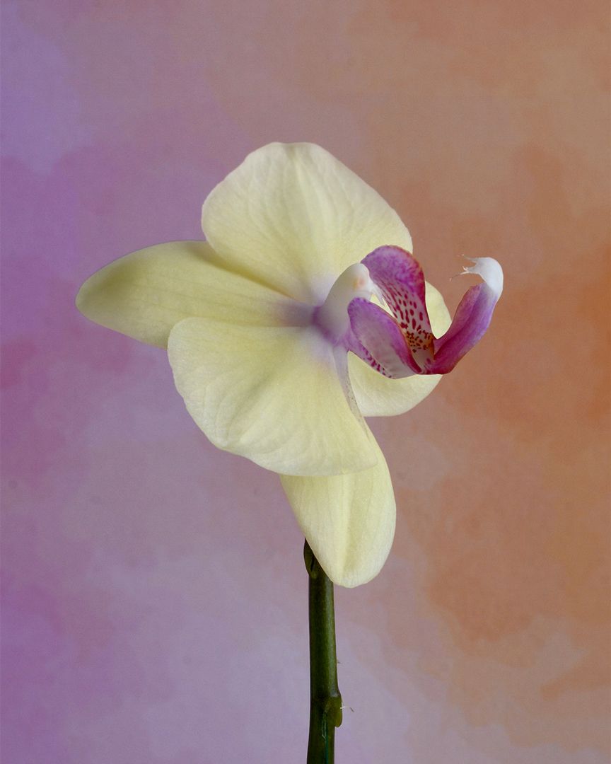 Spun in Ivory and Violet