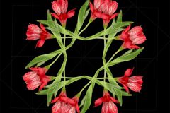 Dance of the Alstromeria