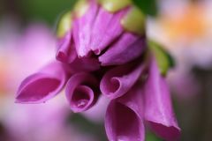 Wet Bloomer